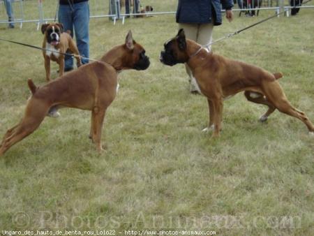 Les boxers 